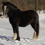 My dream horse
