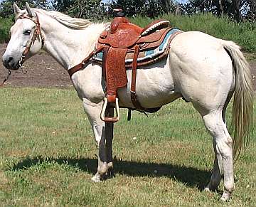 a picture of my first horse