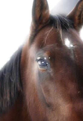 Ladybug my standardbred horse. We got the walkers a  little bit after.