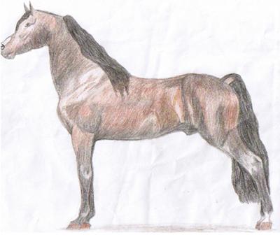 A drawing of a bay Morgan horse standing still. The horse does have white pastern markings on its back legs along with a snip.
