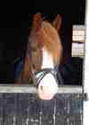 brownie in his stable