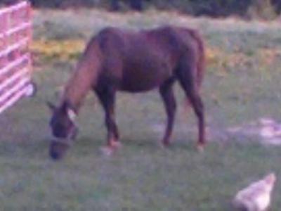 Ruby (my horse!).