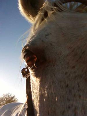 This is a picture of Pyper's left eye. I took after I got done riding her bareback on my cell phone! :)