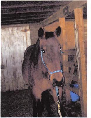 this is the standardbred mare 