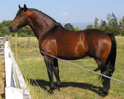 This is my Blaze my new horse! he is nice,...