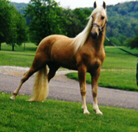 My Dream Horse