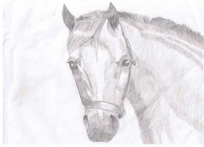 A pencil drawing of a horse head. The horse is looking at the observer and is wearing a halter.
