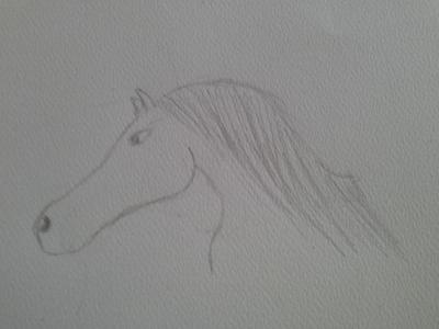 A pencil drawing of a horse's head.