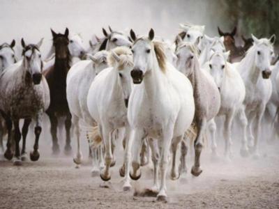 White Horses