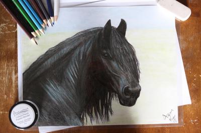 Black stallion 