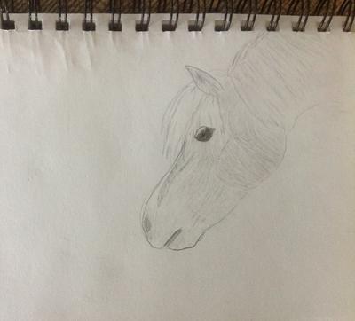 Haflinger drawing