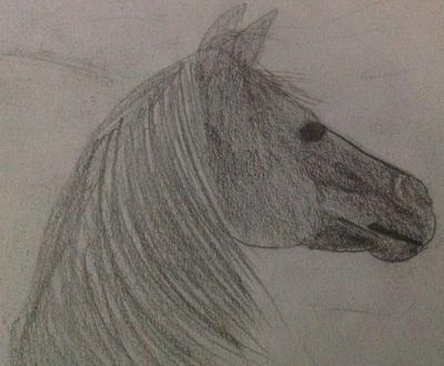 Horse sketch side view