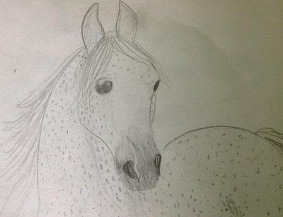 Horse sketch front view