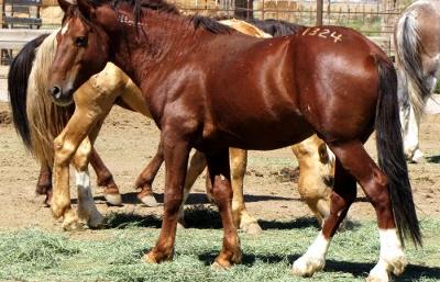 The Cherry Bay Mare