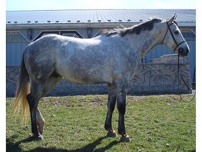 The new horse