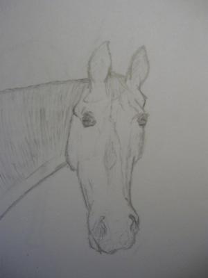 A pencil drawing of a horse's head turned towards the observer.
