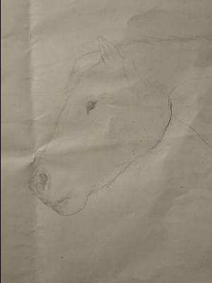 A pencil outline of a horse's head.