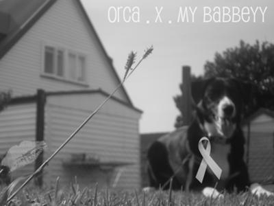 Orca, My Puppy :) Random Image.