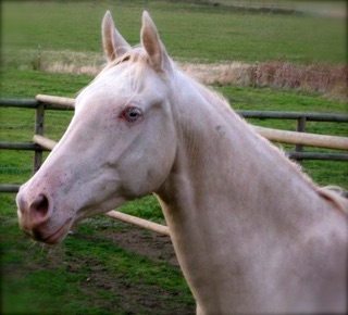 Kinda what the cremello gelding looks like