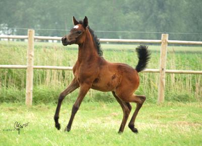 A foal at my yard