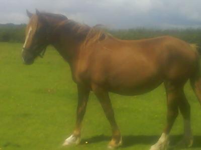 Britney My mare