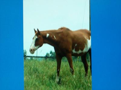 1 of my favorite lesson horses, Cricket.