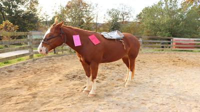 A horse with a backpack on its back and two pieces of paper on its neck.