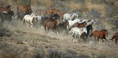 Herd of horses