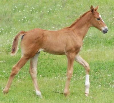 Shizen's new foal!