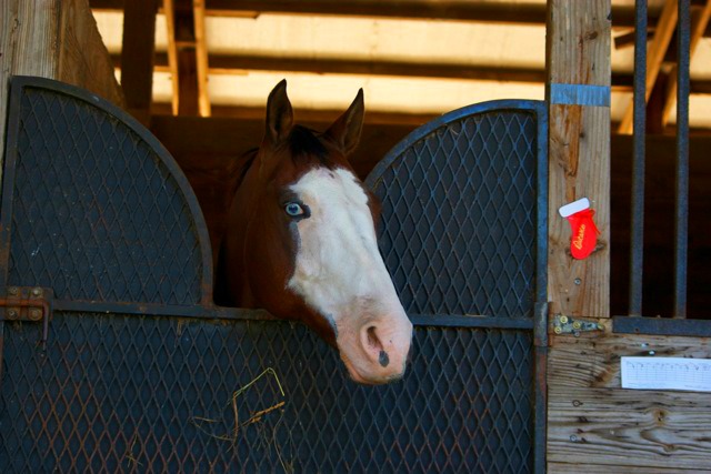 horse in his stall