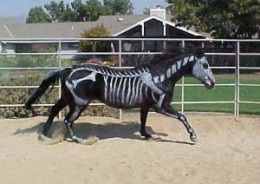 horse halloween costume skeletens of rider and horse