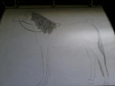 A pencil drawing of a horse standing still with its face pointed slightly upwards wearing only a bridle.