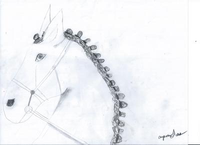 A pencil drawing of a horse's head. The horse is wearing a bridle and has its mane braided.