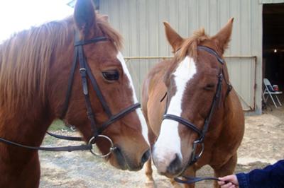 This is the two horses Sprite and Rowdy.