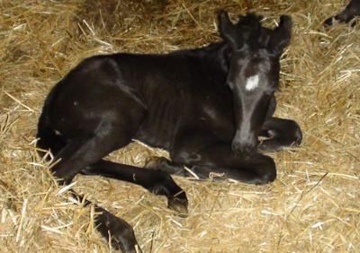 newborn foal named star