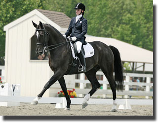 A dressage horse named Star