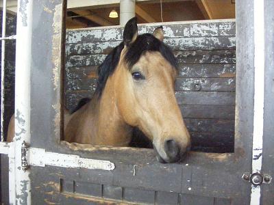 Storm in the stall