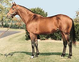 National velvet