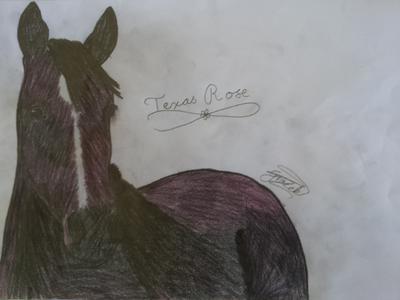 A drawing of a bay horse with a white stripe and the words 'Texas Rose' appear on the drawing.