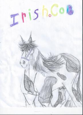 A pencil drawing of a black and white paint Irish Cob horse. The horse is wearing a halter and above the horse are the words 'Irish Cob' in all different colors.
