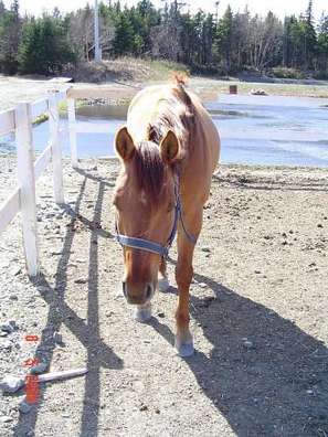 My horse Brandy (I couldn't find any better pic) lol