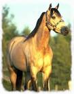 This is my horse Moondance