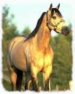 This is my horse Moondance