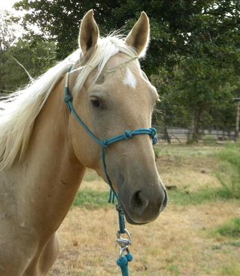 Palomino Mare