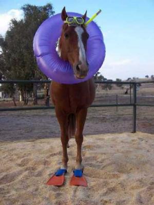horse halloween costume the sea horse loves his water vacations