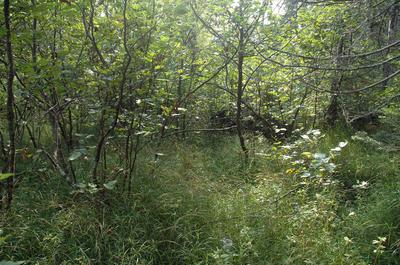 The thicket where Rain was born