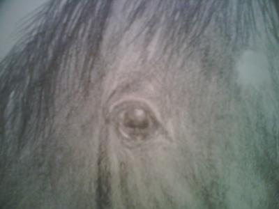 A pencil drawing of a horse's eye. You can see a little bit of the horse's face, neck, mane, and forelock as well. The horse has a star marking.