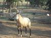 This is Zues. He is an eight year old buckskin.