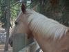 This is Sunny. Don't exactly know how old she is but she is a palomino horse.