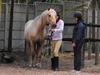 Showing my friend how to put a bridle on :) she had her first lesson on Bismark